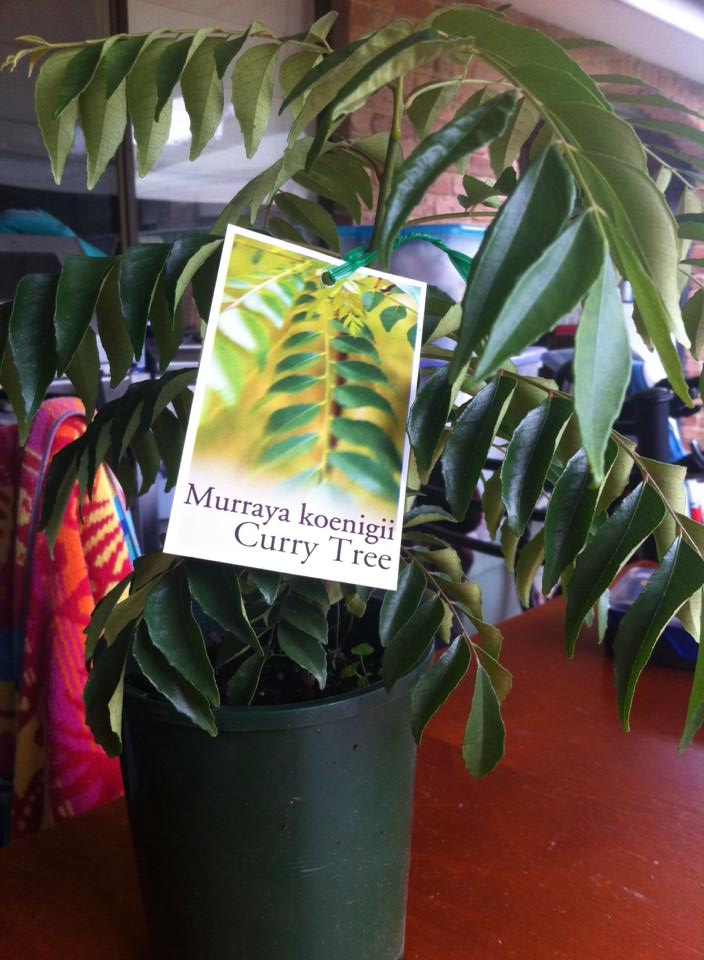 Bunnings Curry Leaf Plant 